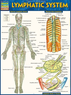 cover image of Lymphatic System